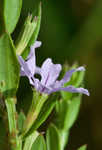 Wing-angle loosestrife